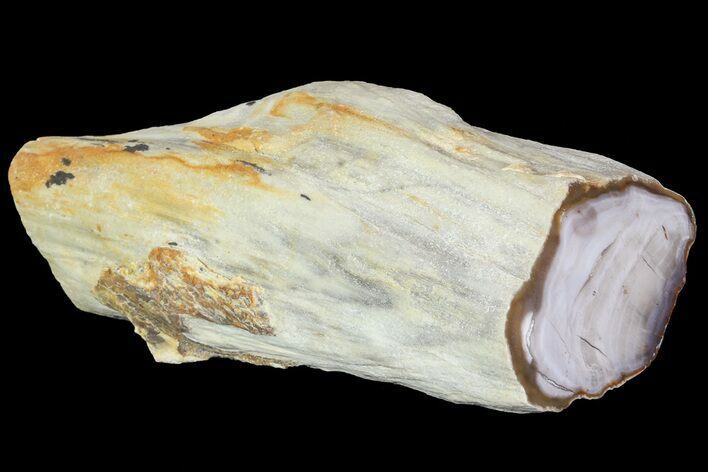 Petrified Wood Limb (Bald Cypress) - Saddle Mountain, WA #69465
